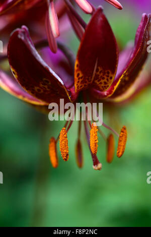 lilium martagon claude shride dark red flower flowers closeup selective focus plant portraits lilies lily RM Floral Stock Photo