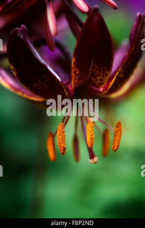 lilium martagon claude shride dark red flower flowers closeup selective focus plant portraits lilies lily RM Floral Stock Photo