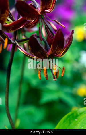 lilium martagon claude shride dark red flower flowers closeup selective focus plant portraits lilies lily RM Floral Stock Photo