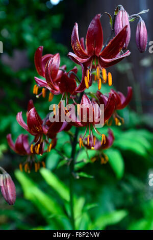 lilium martagon claude shride dark red flower flowers closeup selective focus plant portraits lilies lily RM Floral Stock Photo