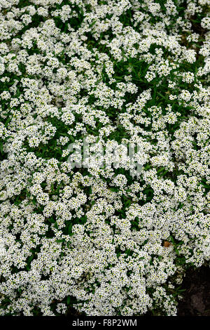 Lobularia maritima Carpet of Snow syn Alyssum cultivar wonderland white flower bloom blossom annual mass profuse profusion color Stock Photo