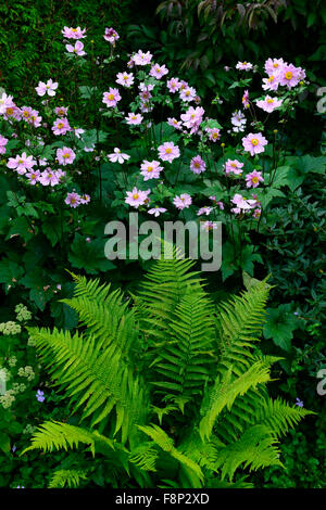 matteuccia struthiopteris Anemone hybrida Queen Charlotte pink flowers green foliage leaves fern shady shade shaded garden Stock Photo