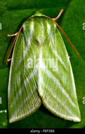 Green silver-lines moth (Pseudoips fagana) Stock Photo