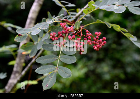 sorbus hupehensis pink pagoda pink berries mountain ash ashes rowan tree trees ornamental RM Floral Stock Photo