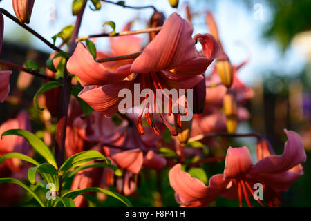 lilium pink flavour Asiatic Lilies lily downward facing flowers sunest light evening flower bloom blossom RM floral Stock Photo