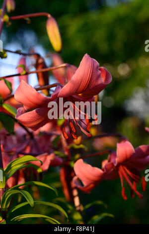 lilium pink flavour Asiatic Lilies lily downward facing flowers sunest light evening flower bloom blossom RM floral Stock Photo