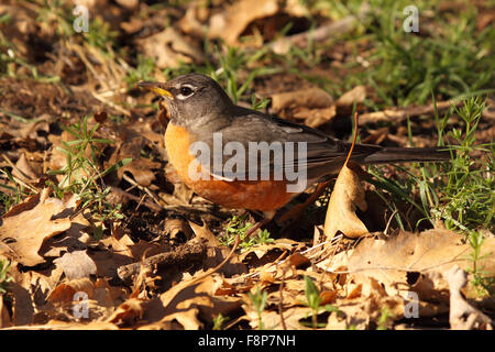 An American Robin in spring. Stock Photo