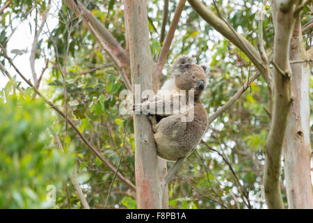 Koala on a eucalyptus tree Stock Photo