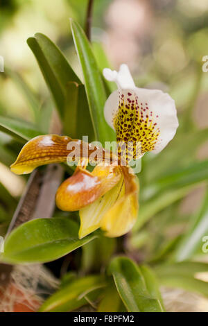 Orchid flower native to Assam and Meghalaya (Paphiopedilum insigne) Stock Photo
