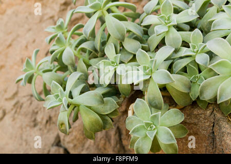Ghost plant (Graptopetalum paraguayense) native to Mexico Stock Photo