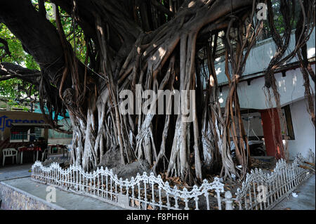 Views in the Zocalo, Acapulco, Mexico.  Old Banyan tree. Stock Photo