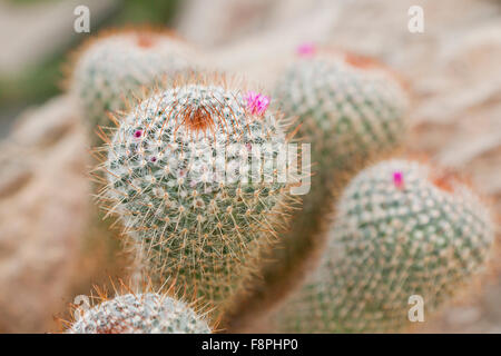 Twin spined cactus (Mammillaria geminispina) native to Mexico Stock Photo