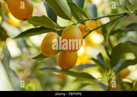 Nagami kumquat fruits (Citrus japonica) native to Japan Stock Photo