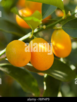 Nagami kumquat fruits (Citrus japonica) native to Japan Stock Photo