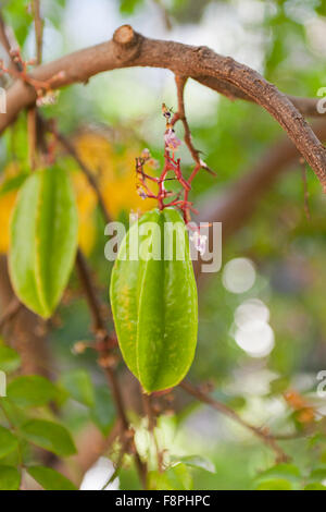 Carambola, AKA starfruit (Averrhoa carambola) on tree Stock Photo