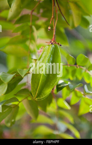 Carambola, AKA starfruit (Averrhoa carambola) on tree Stock Photo