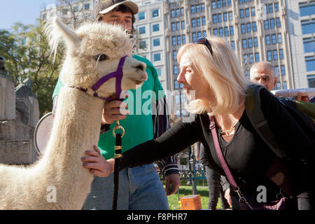 Man walking pet Alpaca (Vicugna pacos) - Washington, DC USA Stock Photo