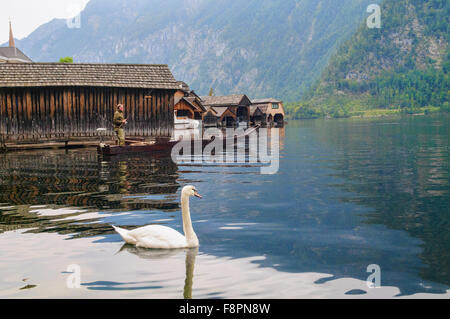 Beautiful white duck at Hallstatt Lake, Hallstatt, Salzkammergut, Austria Stock Photo