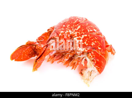 Tail of a Cooked European Common Lobster isolated on a white studio background. Stock Photo