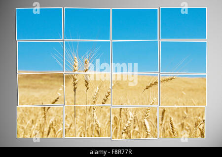 Barley field cut into many photos Stock Photo