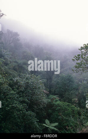 Fiji Islands, Taveuni Island rainforest where Tagimoucia can be found. Stock Photo