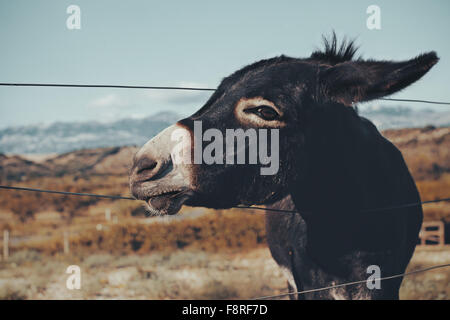 Donkey standing in a field, Novalja, Croatia Stock Photo