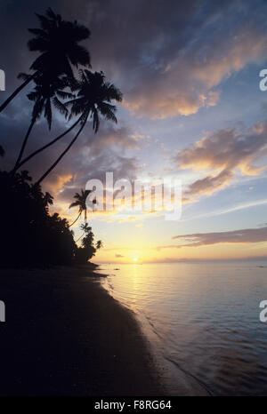 Fiji Islands, Taveuni Island, Waiyevo Sunset, palm tree silhouettes Stock Photo