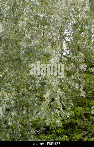 White willow, Salix alba, foliage on a tree beside the Kennet and Avon Canal, June Stock Photo