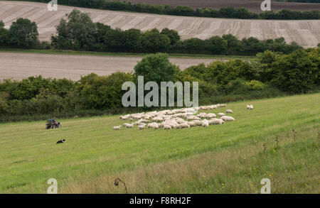 Shepherds on a quad bike with their collie dog rounding up and moving sheep, Berkshire, September Stock Photo