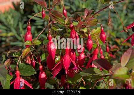 The pendulous teardrop shaped flowers of a fuchsia Stock Photo - Alamy