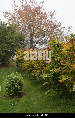 A young garden beech hedge in autumn colour with a cherry tree behind on a misty autumn morning, Berkshire, November Stock Photo
