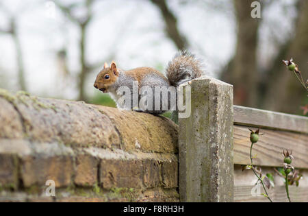 large grey squirrel red fur back garden Stock Photo
