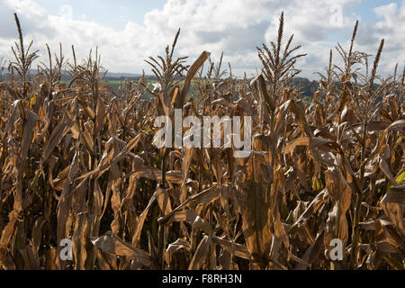 Backlit dry leaves of a maize game crop in early winter, overwintering feed for both pheasants and partridges Stock Photo