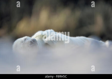 Very young, cute white pup of Grey Seal / Kegelrobbe ( Halichoerus grypus ) sleeps, has nice dreams. Stock Photo