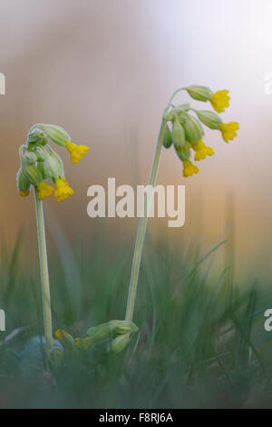 Close up of yellow blossoming Common cowslip / Echte Schluesselblume ( Primula veris ). Stock Photo
