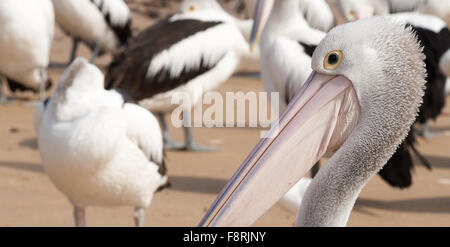 Pod of pelicans, San Remo, Victoria, Australia Stock Photo