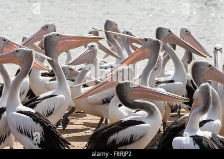 Pod of pelicans, San Remo, Victoria, Australia Stock Photo