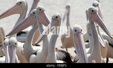 Pod of pelicans, San Remo, Victoria, Australia Stock Photo