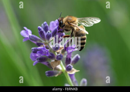 Honeybee (Apis sp.) on lavender (Lavandula sp.) flower, Baden-Württemberg, Germany Stock Photo