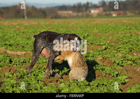 German Shorthaired Pointer, hunting dog retrieving European hare (Lepus europaeus), Lower Austria, Austria Stock Photo