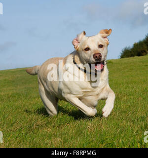 yellow labrador retriever Stock Photo