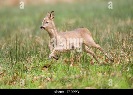 running roe deer Stock Photo