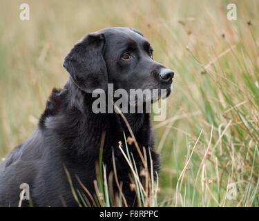 black labrador retriever Stock Photo