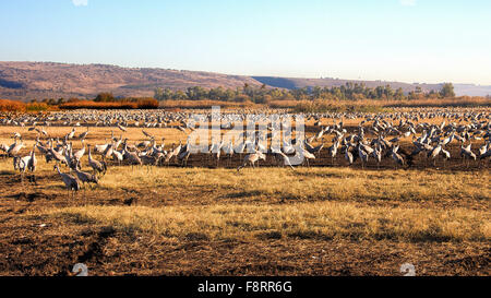Cranes in the hula nature reserve israel Stock Photo - Alamy