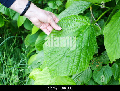 A woman's hand holding a very large leaf of a Large-leaved Lime (Tilia platyphyllos) tree Stock Photo