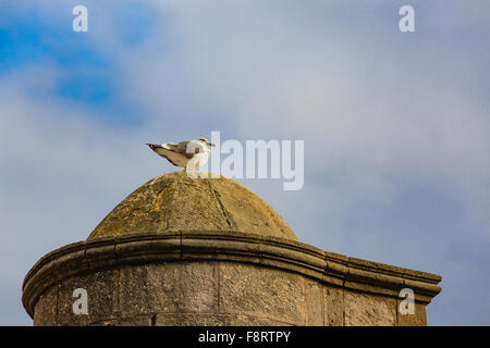 Seagull on the roof of the house in Medina of Essaouira. Stock Photo