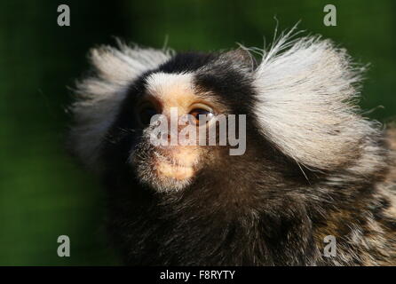South American Common marmoset (Callithrix jacchus), native to the  Northeastern coast of Brazil. Stock Photo