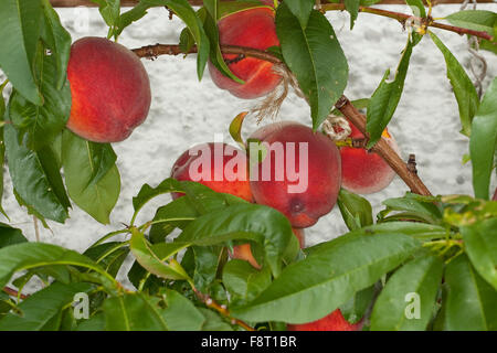 Peach, fruit, Pfirsich, Pfirsiche, Pfirsichbaum, Frucht, Obst, Obstbaum, Prunus persica var. persica, Pêcher commun Stock Photo