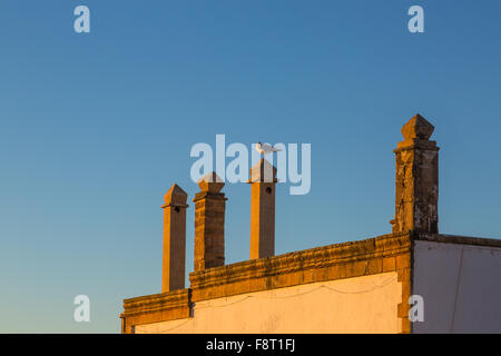 Seagull on the roof of houses on the Atlantic coast of Africa. Essaouira, Morocco. Stock Photo