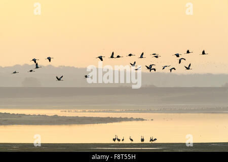 Common cranes (Grus grus) dancing at Lac du Der with cranes flying and sunrise, Haute Marne, France. Stock Photo